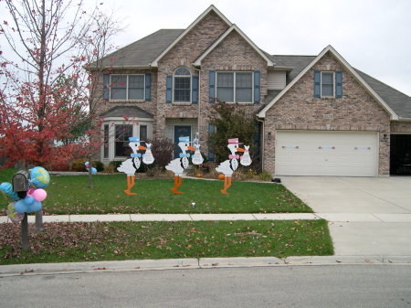 triplets born - storks in yard 2003