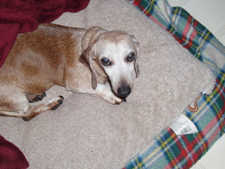 Rusty-13 yrs old