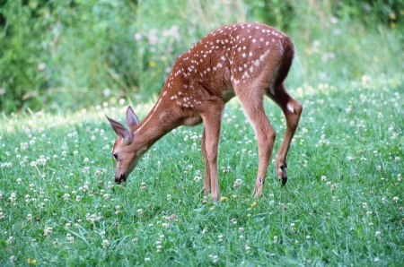 Fawn in backyard (2009).