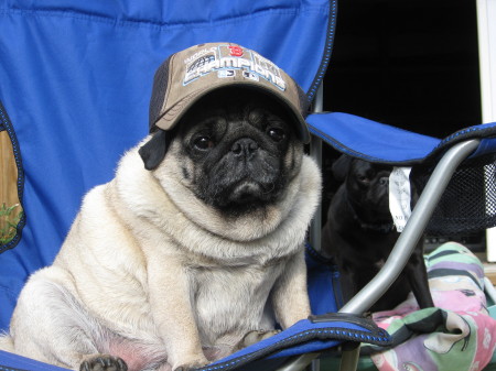 Redneck Pug