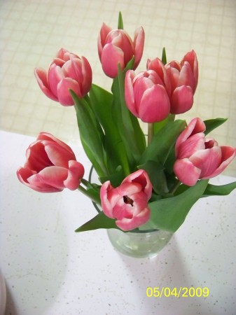 Pink & white tulips