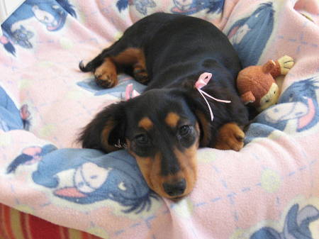New puppy - Fiona (Feenie-Weenie)