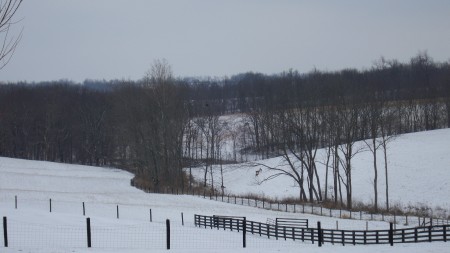 Deer grazing