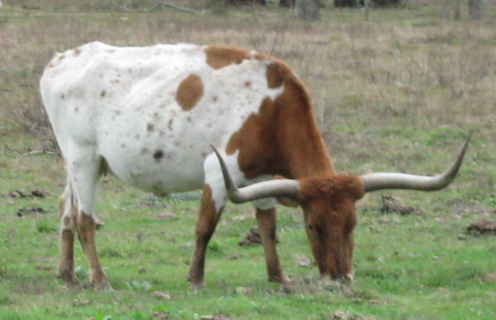 Longhorn