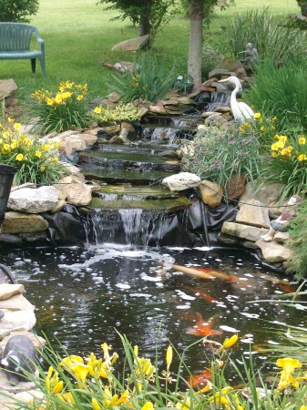 my koi fish pond