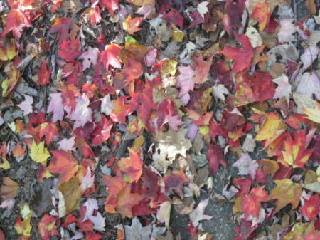 Autumn Leaves