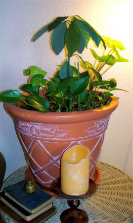 Bell, Books, Candle and avocado tree