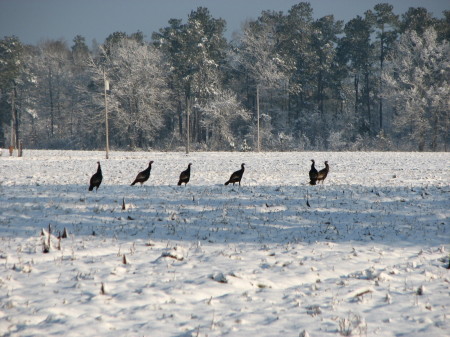 Wild Turkey playing in the snow