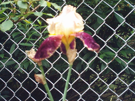 Our prize iris.