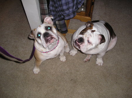 my english bull dogs