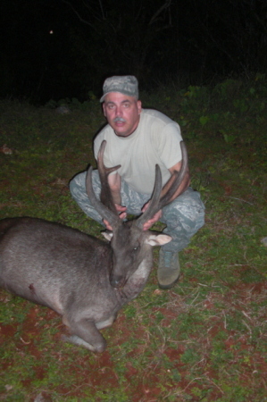 Philippino Deer (Guam)