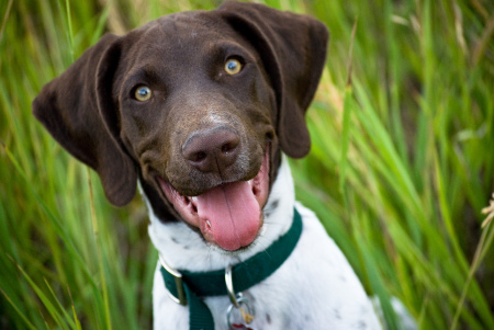 Ranger my GSP pup