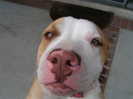 my red nose staffordshire terrier aka pit bull