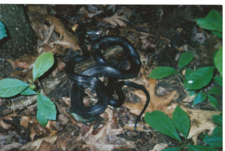 Black Snake