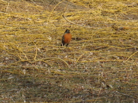 First Spring Robin 2009