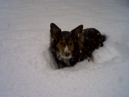 Kali enjoying the snow