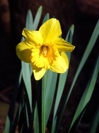 DAFFODILS- A FAVORITE FLOWER OF MINE