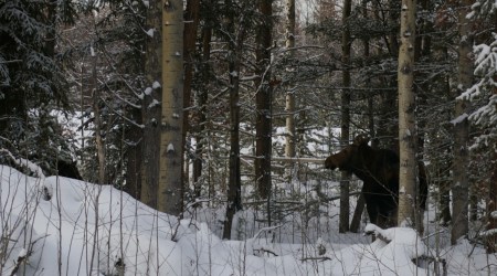 Cow Moose and Calf