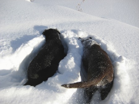 Howie and Tia  looking for mice