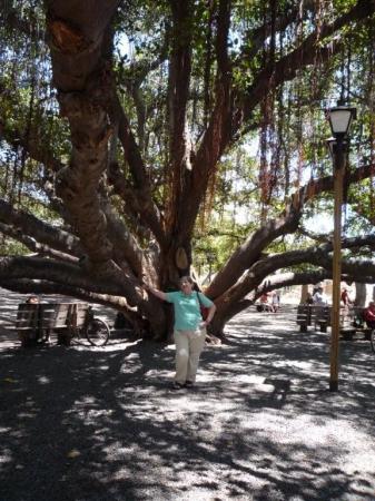 Me at Banyan Tree in Lahaina, Maui 5/08