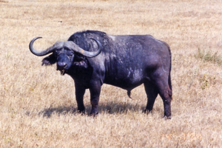 Cape buffalo (Tanzania)