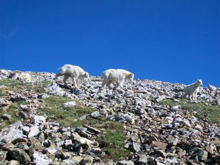 Mtn Sheep