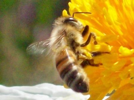 Honeybee on a Matilija Poppy bloom/blossom.