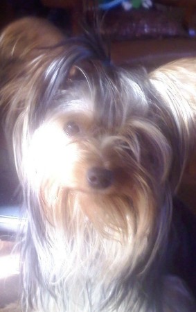 my yorkies name kia