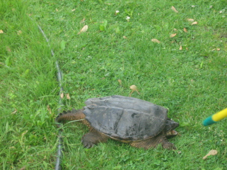 My visiting snapping turtle