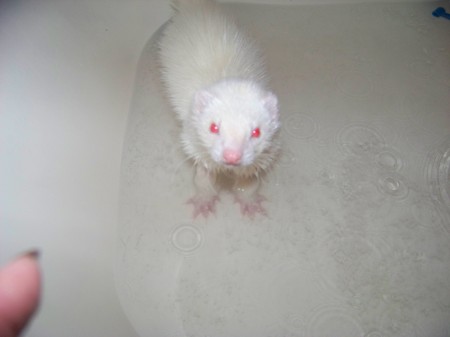 one of my ferrets