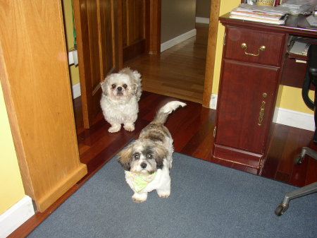 My two Shih Tzus