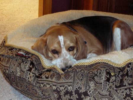 My Beagle "Sage"