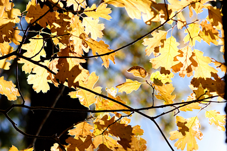 Autumn in Yosemite