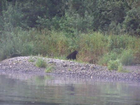 Klamath River--Black Bear