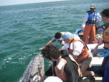 Whale Petting in the Baja