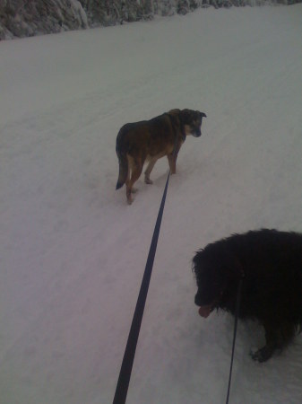 Dogs taking me for a walk in the snow