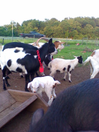 Hubby's Goats