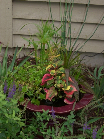 My water garden