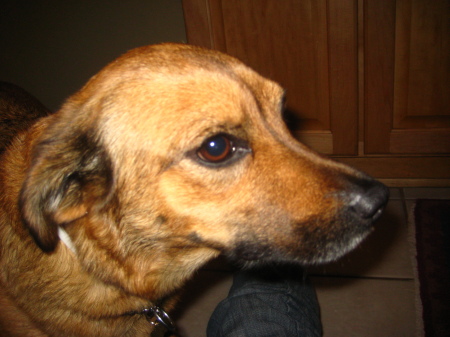 My dog Kuma - 2009