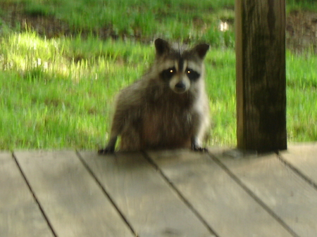 Nightly visitor