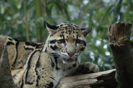 Ming - Clouded Leopard at Nashville Zoo