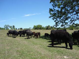 Byron Smith's album, Cattle Ranch