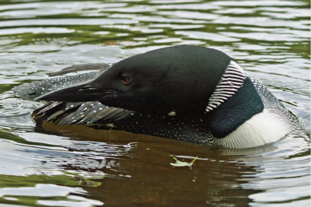 Loon in the Mist