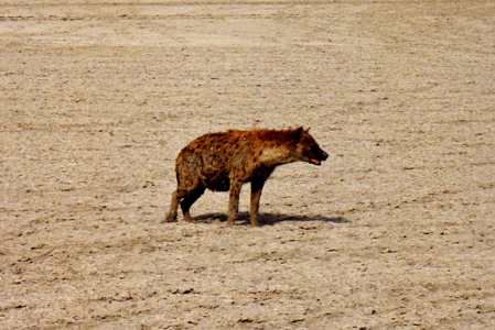 Hyena (Tanzania)