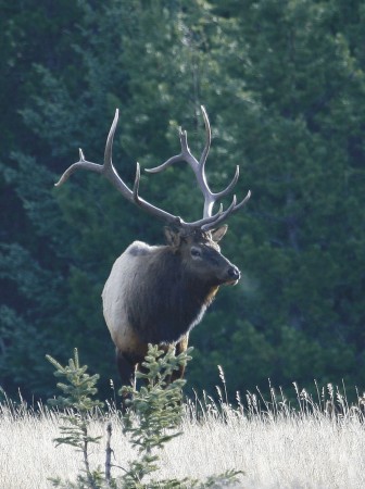 Bull elk 7pt