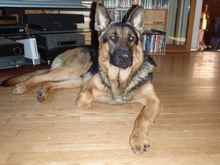 Gustav - My German Shepherd!