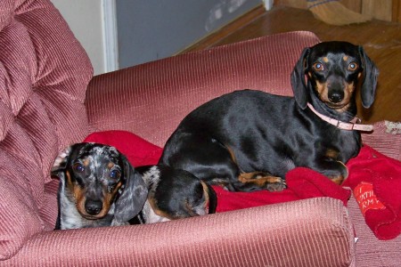 Dachshund pics