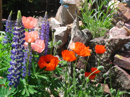 some flowers from my garden