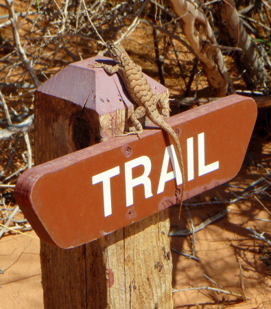 Trail lizard