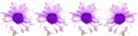 Daisy Chain purple